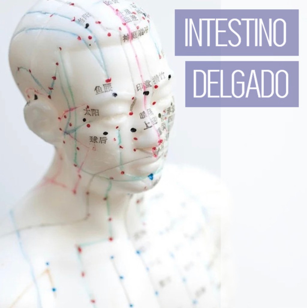 As funções Físicas e Psíquicas do Intestino Delgado na Medicina&nbsp;Chinesa